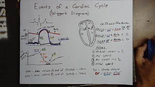 Events of the Cardiac Cycle Wiggers diagram explained [upl. by Nahgrom]