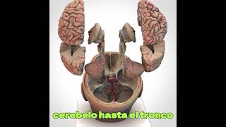 🧠 Explore la anatomía compleja del cerebro anatomy [upl. by Colfin]