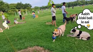 Aaj park mai aai kutta gang merry ne Kari ball chori  daily dog park vlog dog park vlog animal [upl. by Enelyaj]