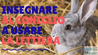 INSEGNARE AL CONIGLIO A FARE I BISOGNI NELLA LETTIERA [upl. by Ellenaej224]