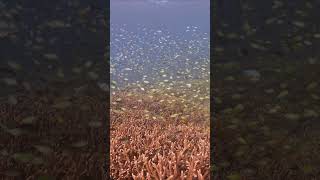 Fishsoup at Melissas Garden Raja Ampat indonesia scuba oceanlife [upl. by Briant]