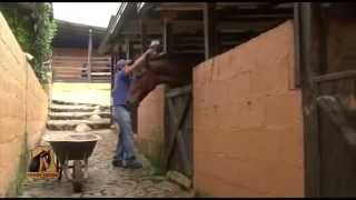 Como se Administra un Establo para Caballos  Manejo de Pesebreras TvAgro por Juan Gonzalo Angel [upl. by Anayra]