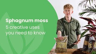 Sphagnum Moss 5 Creative Uses You NEED To Know [upl. by Akinna]