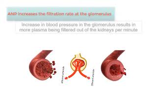 ATRIAL NATRIURETIC PEPTIDE ANP The Kidneys and high blood pressure explained [upl. by Laspisa829]