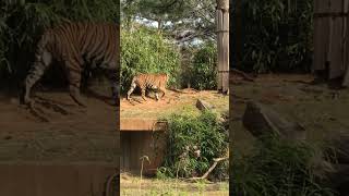 Tiger  HD Video of Tiger  Real Roar of Tiger  wildanimals tiger roarofthewild [upl. by Anirehs]