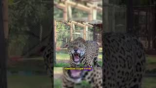 leopardo vs monos babuinos leopardo vs monobabuino animalessalvaje [upl. by Woodford741]