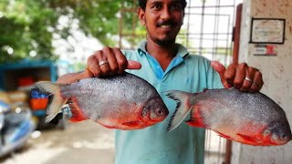 Rupchanda Fish Recipe  How To Clean amp Cook Big Red Pomfret Fish Curry  Cooking Red Pomfret Fish [upl. by Enriqueta265]