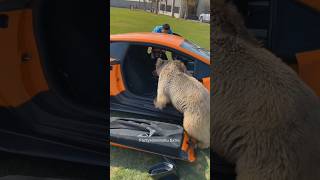 The bear broke the gate of Lamborghini 🤯 [upl. by Benildis]