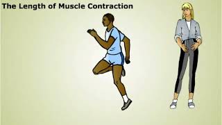 The Regulation of Muscle Contraction [upl. by Ellehs]