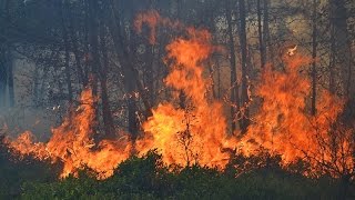 Wälder in Torgelow und Ueckermünde in Flammen [upl. by Gian622]