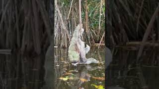 Baby Sloth Drinking Water 🦥❤ [upl. by Dori]