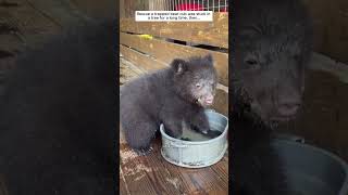 Rescue a trapped bear cub was stuck in a tree for a long time then bear babybear short [upl. by Regdor]