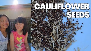 Saving cauliflower seeds [upl. by Woodman]