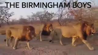 The BirminghamGowrie Male Lions Tribute 2018 [upl. by Marlowe]