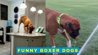 Cute and Funny Boxer Dogs  Supercut [upl. by Seravat709]