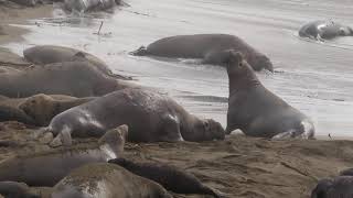 Piedras Blancas Elephant Seals Jan 30 2024 [upl. by Crespo]