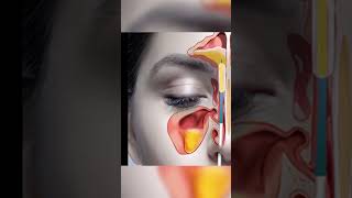 highlights musculoskeletal system  DR BILAL  BHN STUDIO [upl. by Donnelly550]