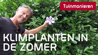 Klimplanten soorten en wat te doen in juli  Plantenkennis  Tuinmanieren [upl. by Eixel]