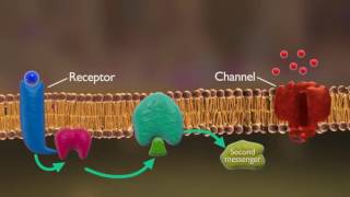 Receptors and Reuptake  Neutron  Biopsychology [upl. by Sset]