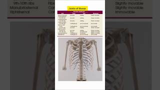 Joints of thorax thoraxjoints day6 subscribeformorevideos [upl. by Michi490]