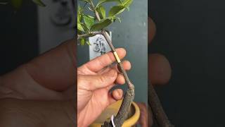 Propagation Plants and Trees Easily shortsvideo shorts youtubeshorts propagation trees [upl. by Aitak]