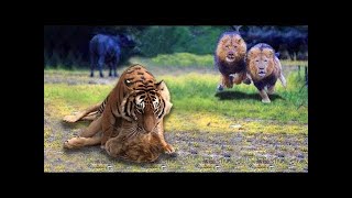 Tiger vs Lion Real Fight  LION VS TIGER  Powerful Lion vs Bengal Tiger [upl. by Alin]