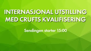 NKK Sandefjord 2024  Internasjonal utstilling med crufts kvalifisering [upl. by Bond]