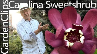 Carolina Sweetshrub  Calycanthus floridus  Fragrant garden shrub [upl. by Ailahs]