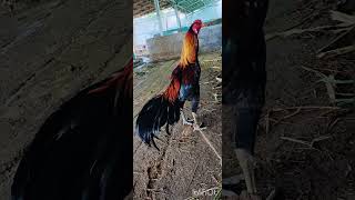 aseelmurga hatchingeggs21daysaseel chickenbreeds rooster aseeleggs chickentypes birds murga [upl. by Maag]