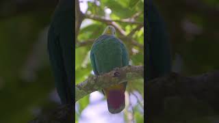 Blacknaped fruit dove Ptilinopus melanospilus durante nossa recente expedição para Indonésia [upl. by Hsirehc809]