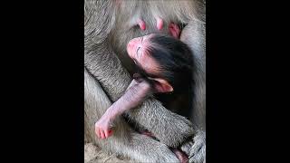 Newly baby monkey hug mom sleeping [upl. by Nedra]