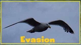 Larus argentatus  Pontoppidan 1763  Laridae  Goéland argenté  082016 [upl. by Etnohc]