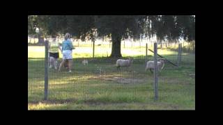 Bernie  Pembroke Welsh Corgi  Herding [upl. by Anihtyc]