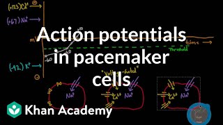 Action potentials in pacemaker cells  Circulatory system physiology  NCLEXRN  Khan Academy [upl. by Aiseneg609]