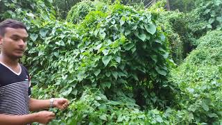 Introduction to Mikania micrantha By Ashis Neupane [upl. by Kenta847]