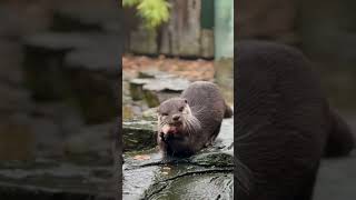 quotToday is wetter than an otters pocketquot Alana Knockhatch Zoo Team🦦🐟🌧️knockhatch otters zoo [upl. by Aciram]