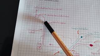 Nervios craneales vestibulococlear Neuroanatomía componentes funcionales y vía auditiva [upl. by Anatnas]