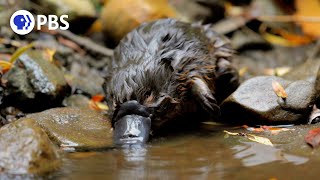 Baby Platypus Caught on Camera [upl. by Moersch82]