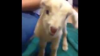 Mini Goat Screaming [upl. by Nylavad547]