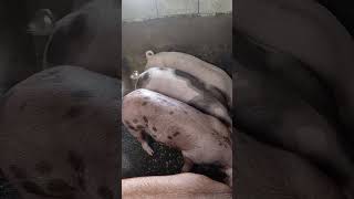 Duroc breed baboyan livestockfarming backyardhograiser farming [upl. by Terej]