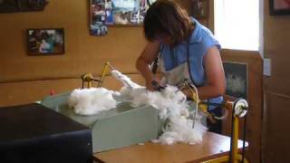 Angora Rabbit Shearing in New Zealand [upl. by Bridget526]