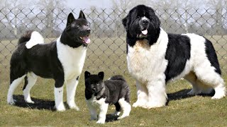 10 Black and White Dog Breeds [upl. by Belldas]