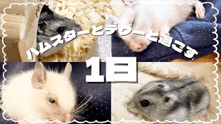 ハムスターとデグーと過ごす飼い主の1日￤休学中の大学生 [upl. by Yornoc834]