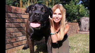 THE BOERBOEL LION DOG  MOST POWERFUL MASTIFF IN SOUTH AFRICA [upl. by Robina]