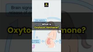 Oxytocin Hormone Role in the Body biology humanbodyfacts shorts  Dr Ronak Maam [upl. by Eno]