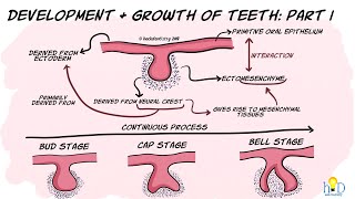 Development and growth of teeth Part I Initiation Bud amp Cap stage [upl. by Misa]