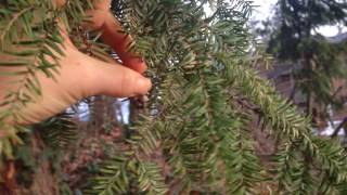 Eastern Hemlock Identification and Uses [upl. by Marrissa469]