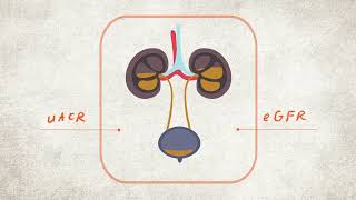 What are your Kidney Numbers uACR and eGFR Explained  CKD Heat Map  NKF [upl. by Buff]