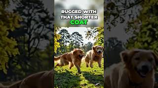 Golden Retrievers vs Labradors Which Dog Reigns Supreme [upl. by Adnofal703]