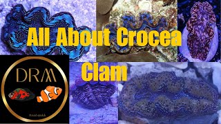 Clam Care Tips and Tricks for a Healthy Crocea Clam [upl. by Zoellick35]